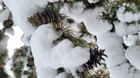 Thumbnail for HRT 212 Plant Walk 1: Pines and Fir