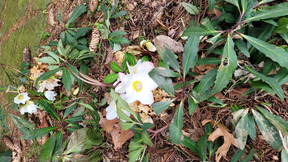 Thumbnail for Lab Walk 4: Broadleaved Evergreens