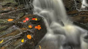 Thumbnail for Barnum Creek Nature Reserve Discovery Tour