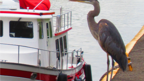 Thumbnail for Bird Lovers: a Treasures Along the Erie Canal Tour
